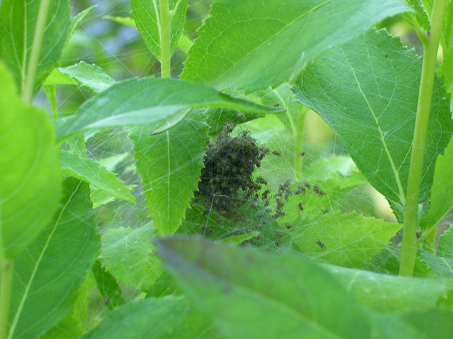Spider babies in leaves