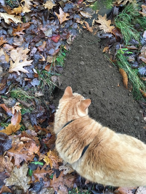 Orange cat looking at chipmunk hole
