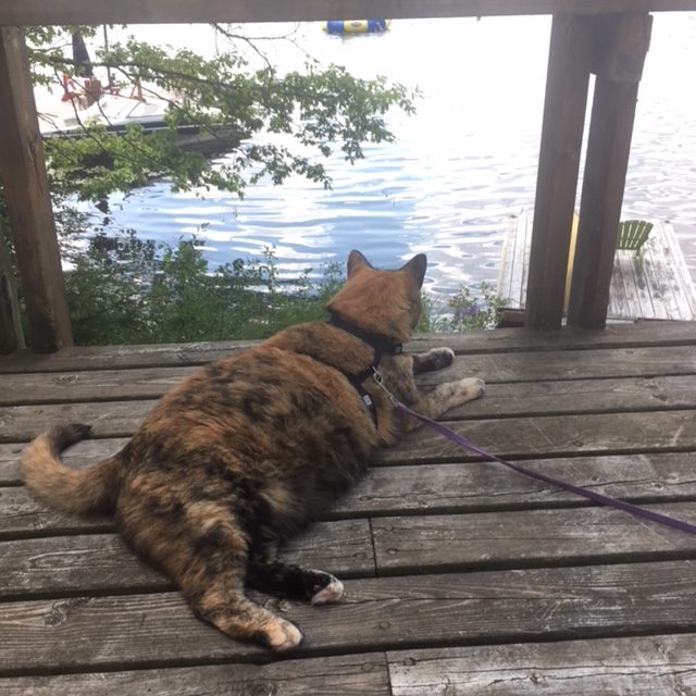 cat on a deck looking at lake
