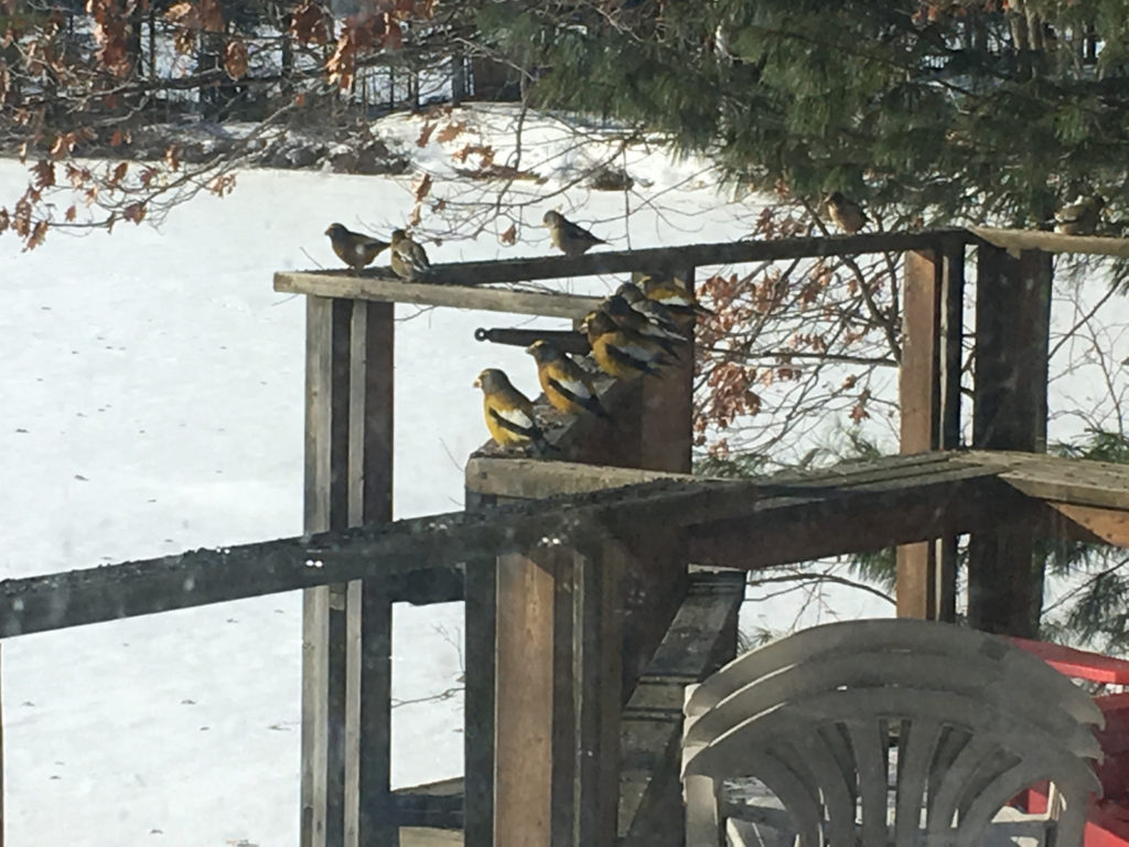 many yellow birds on winter deck