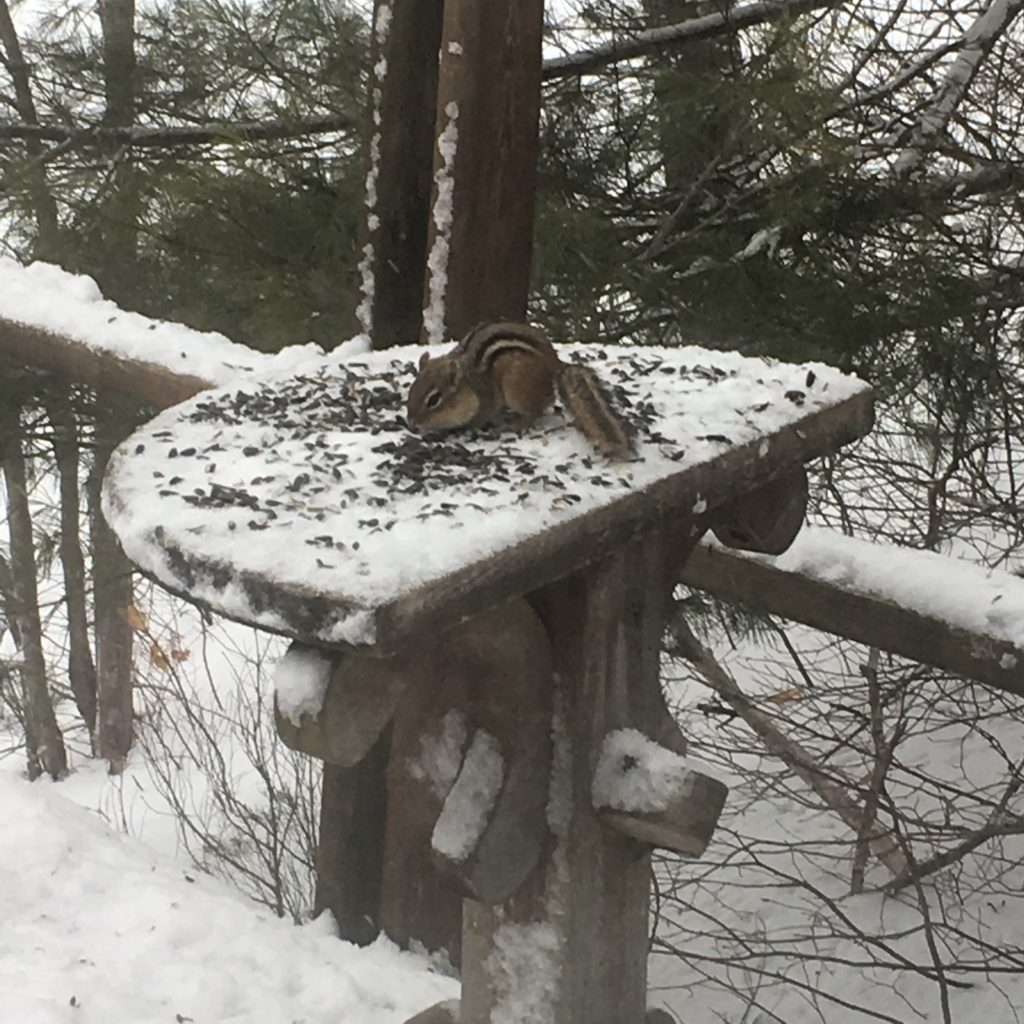 chipmunk eating sunflower seeds in the snow