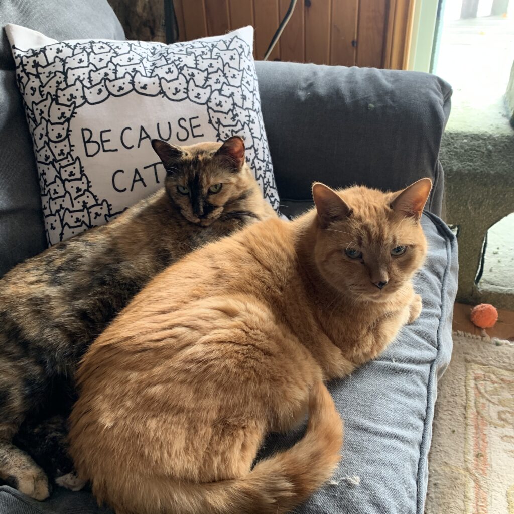 Ginger cat and torti cat on couch