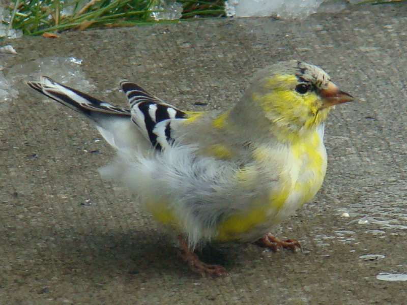 goldfinch changing colour