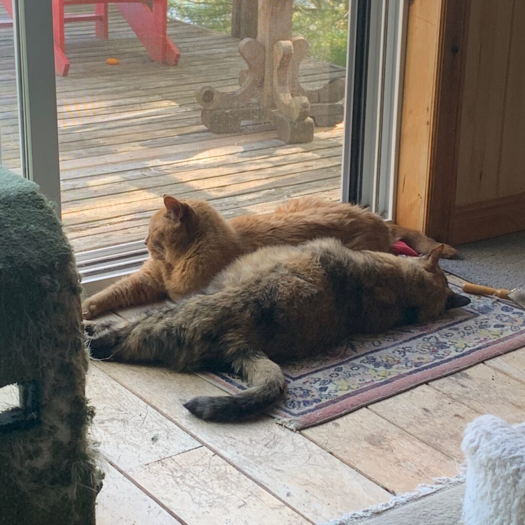 two cats lying by screen door
